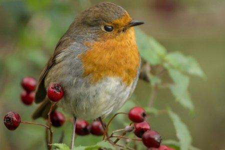 Robin (50 photos) : description de l'oiseau, où il vit et ce qu'il mange