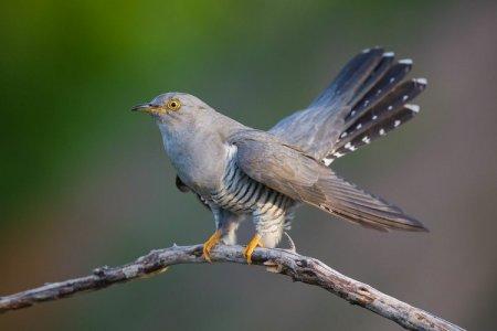 Coucou (50 photos): description de l'oiseau, de son habitat et de ce qu'il mange