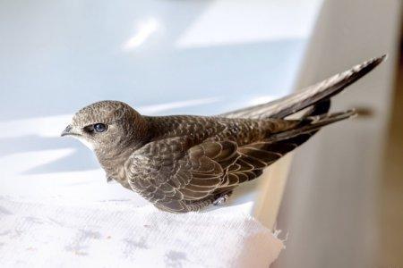 Swift (50 photos): description de l'oiseau, ce qu'il mange et où il vit